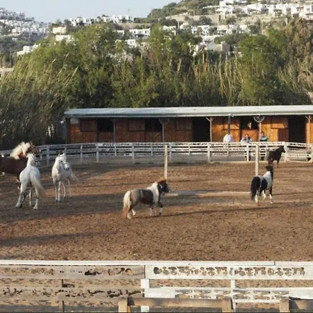 Equestrian And Club بودروم